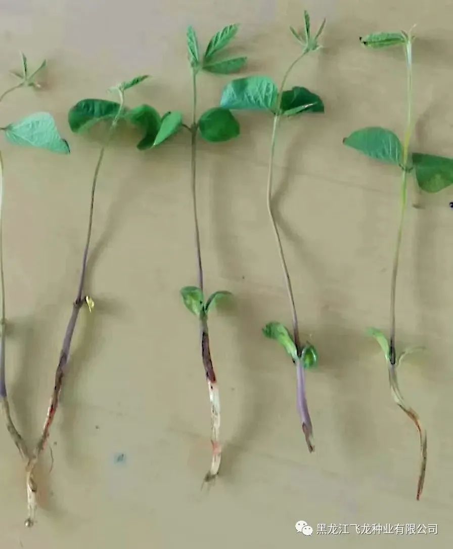 1657262553139147.jpg 2.jpg